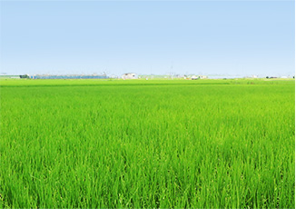 中嶋農園について